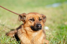 Cudowna, delikatna Kora szuka domu! Olsztyn - zdjęcie 2