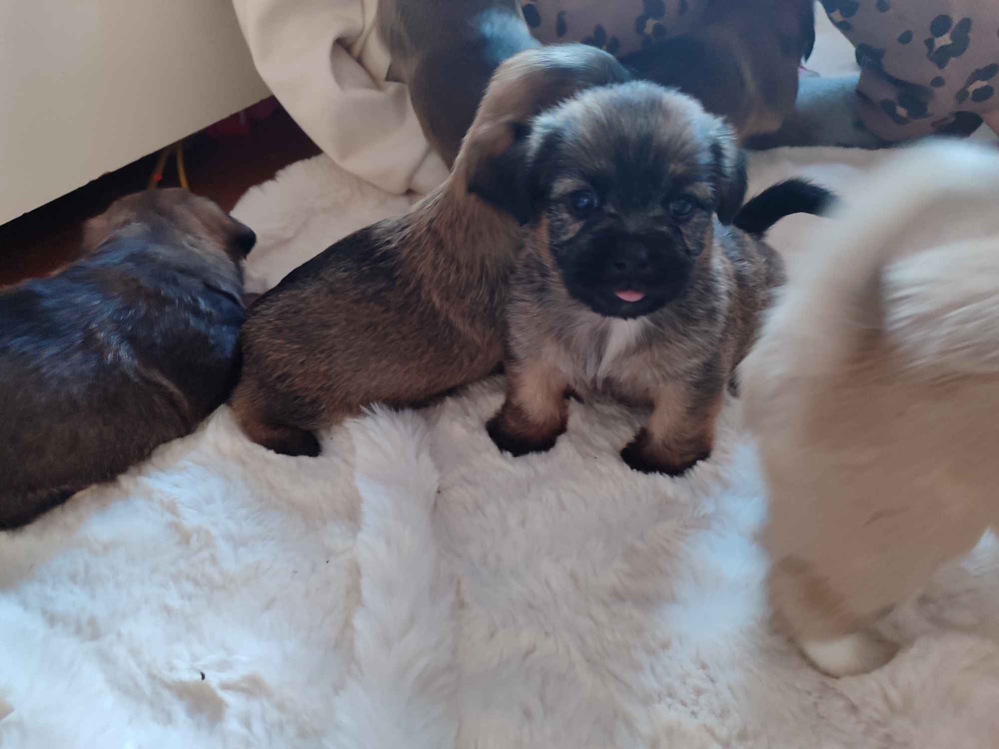 Sprzedam śliczne pieski i suczki Legnica - zdjęcie 4