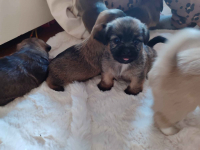 Sprzedam śliczne pieski i suczki Legnica - zdjęcie 4