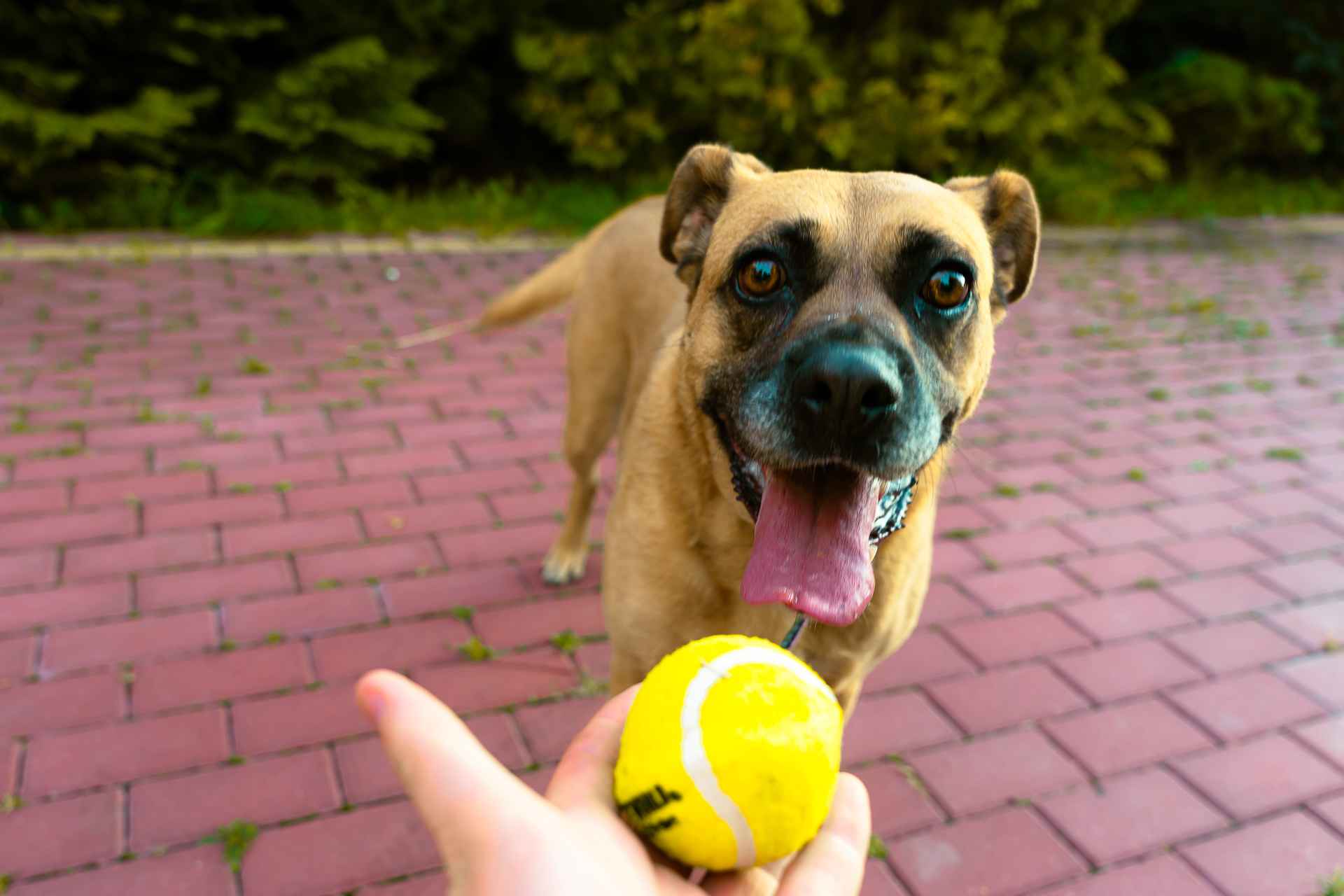 Aza - wesoła, łagodna, rodzinna sunia! Olsztyn - zdjęcie 3