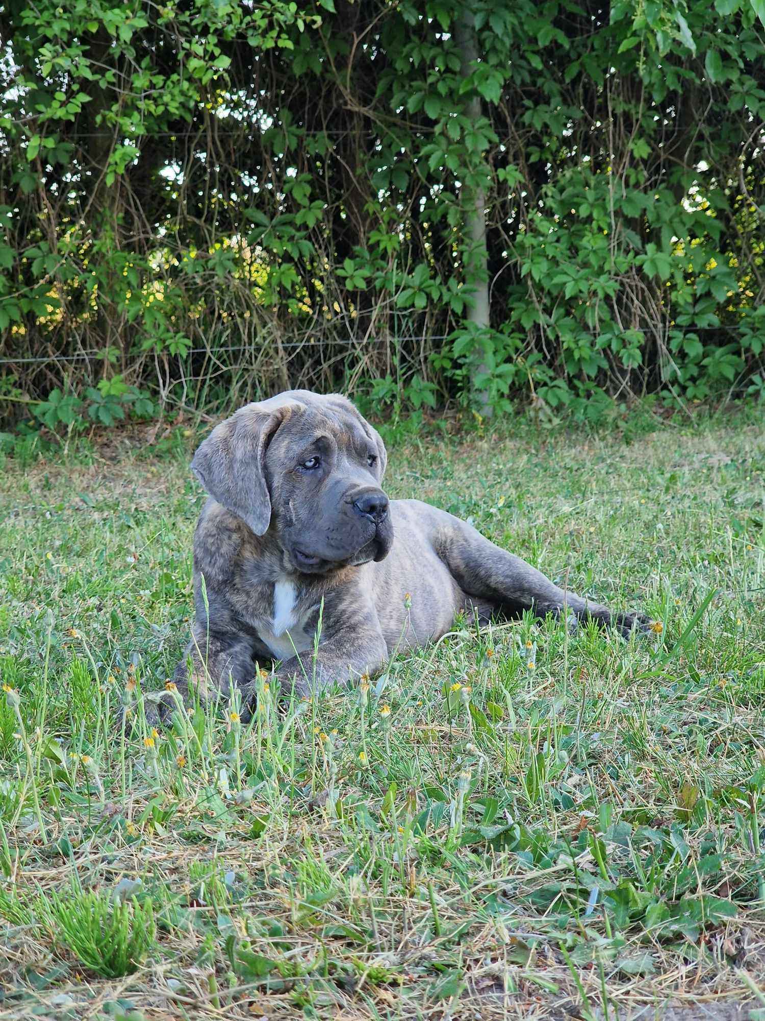 Cane Corso Italiano Puppies (FCI) Michów - zdjęcie 2