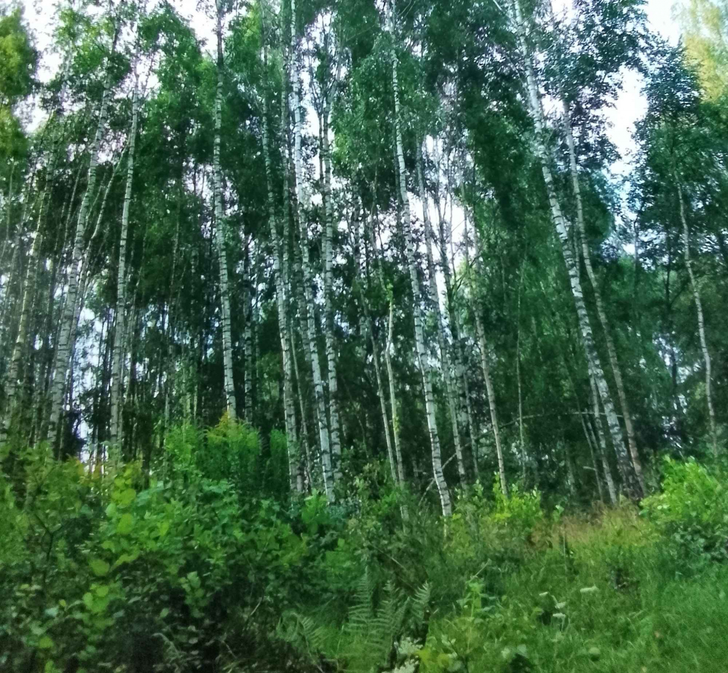 Ziemię na Warmii i Mazurach sprzedam Olsztyn - zdjęcie 1