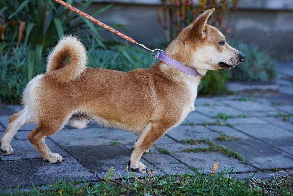 Radosny, młody Figo, pokochaj! Olsztyn - zdjęcie 2