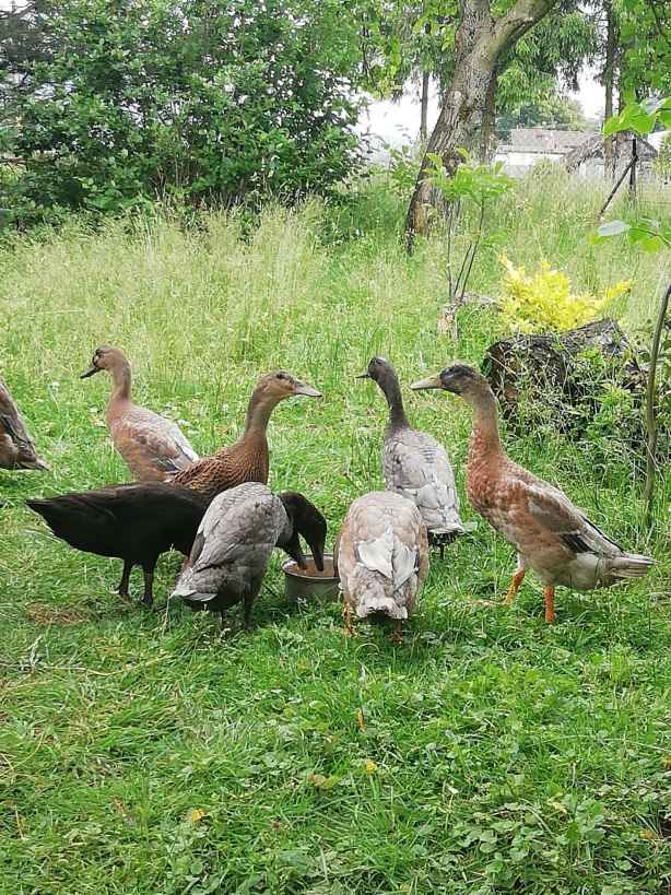Sprzedam kaczki bieguski Górki Wielkie - zdjęcie 1