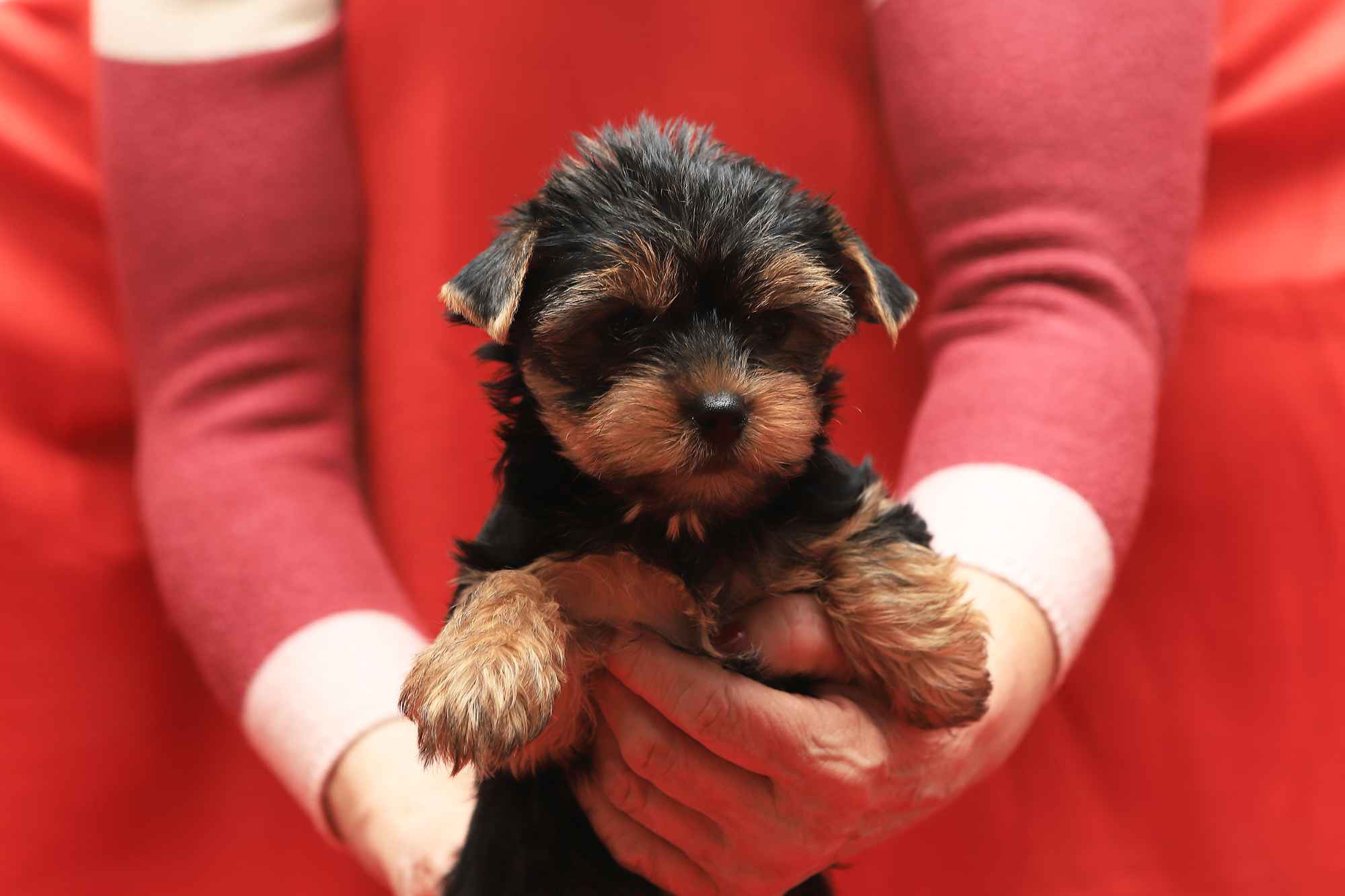 Alutka   sunia Yorkshire Terrier Oława - zdjęcie 5