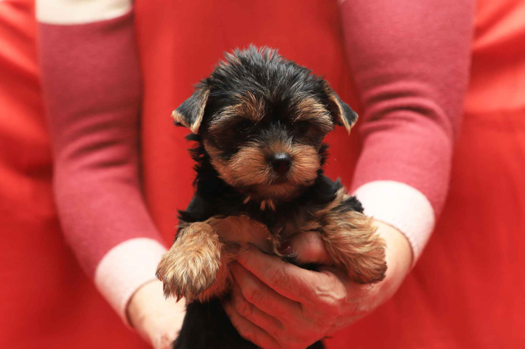 Alutka   sunia Yorkshire Terrier Oława - zdjęcie 5