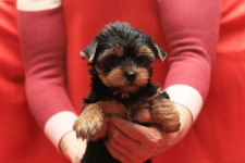 Alutka   sunia Yorkshire Terrier Oława - zdjęcie 5