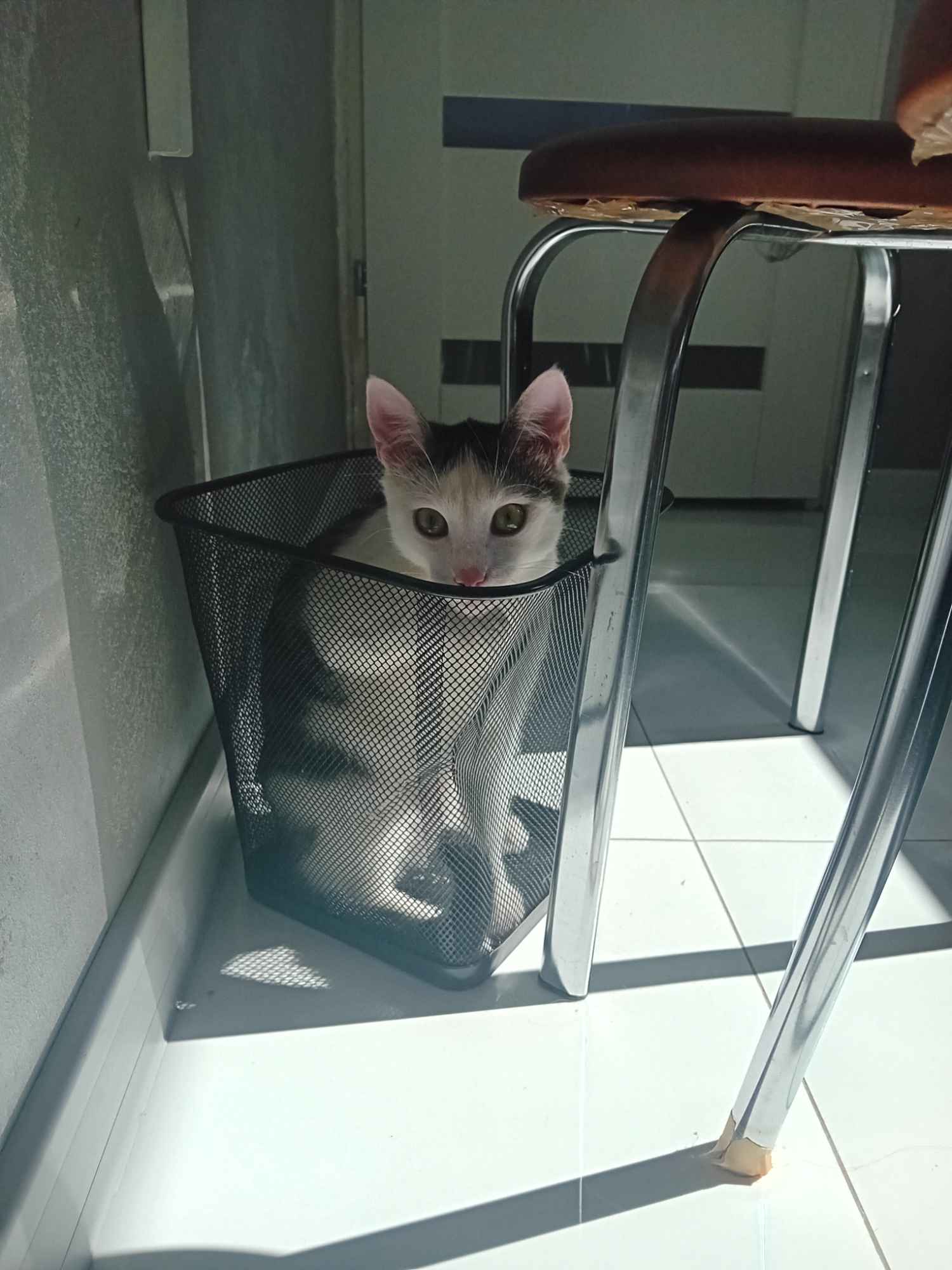 Oddam kota młodego,  mix kolorow Siedlce - zdjęcie 2