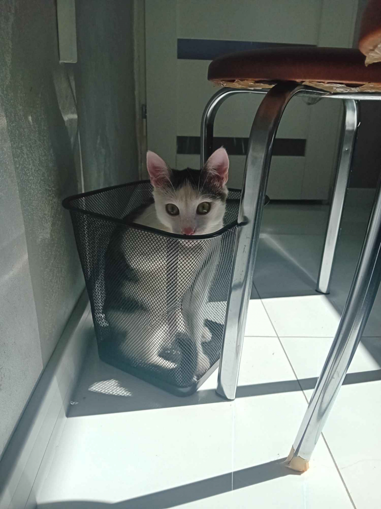 Oddam kota młodego,  mix kolorow Siedlce - zdjęcie 2