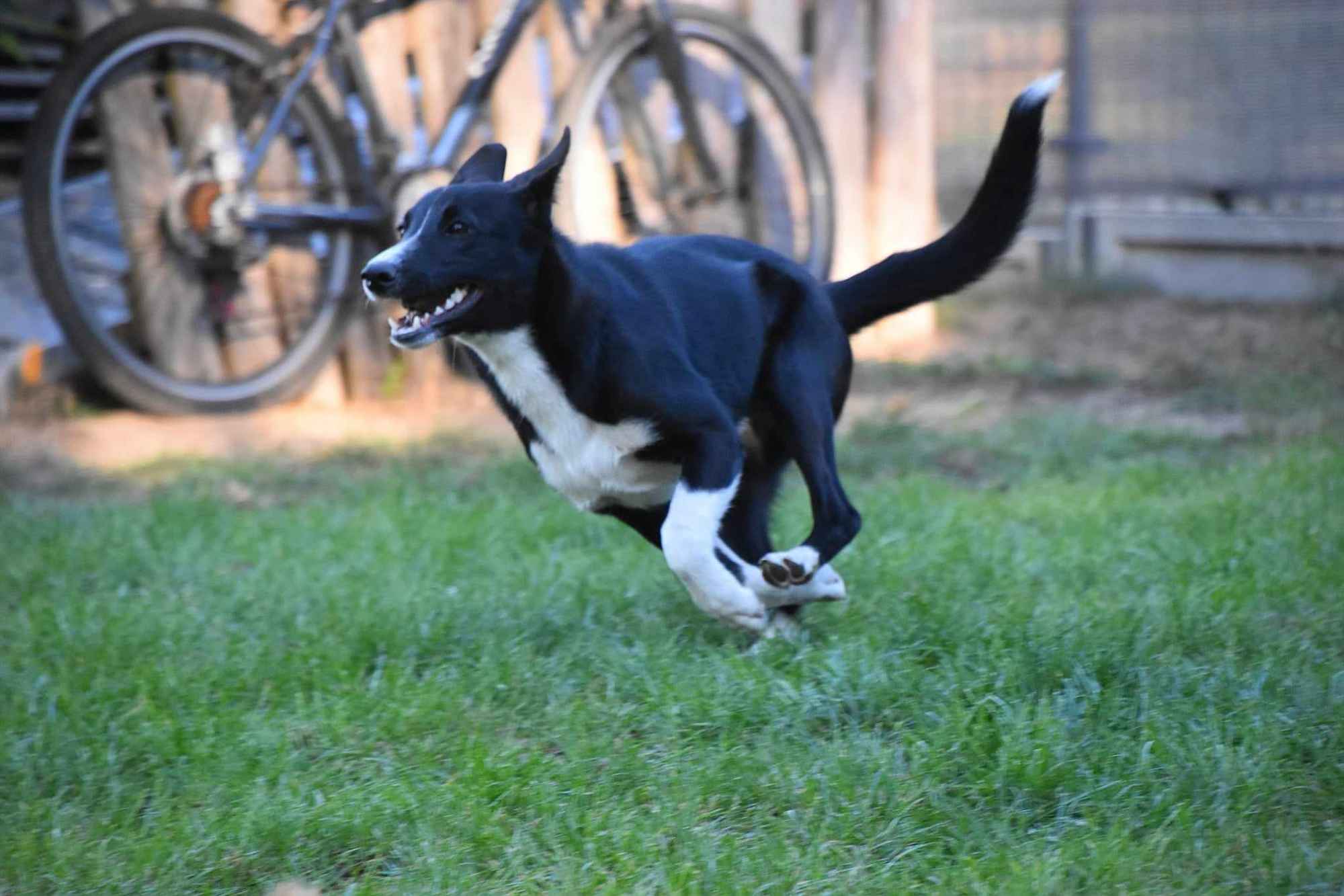Pepa - wesoła, przyjazna suczka border mix szuka domu! Olsztyn - zdjęcie 3