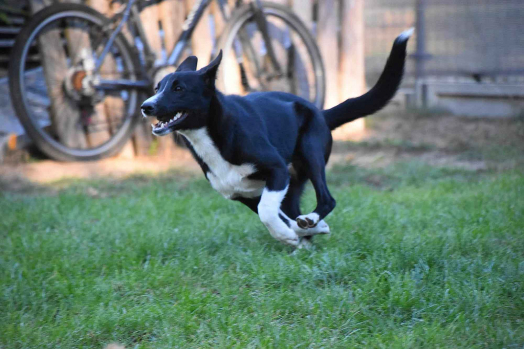 Pepa - wesoła, przyjazna suczka border mix szuka domu! Olsztyn - zdjęcie 3