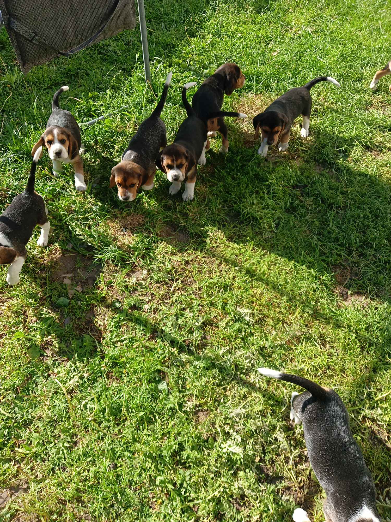 Suczki Beagle tricolor szukają domów Wronowo - zdjęcie 9