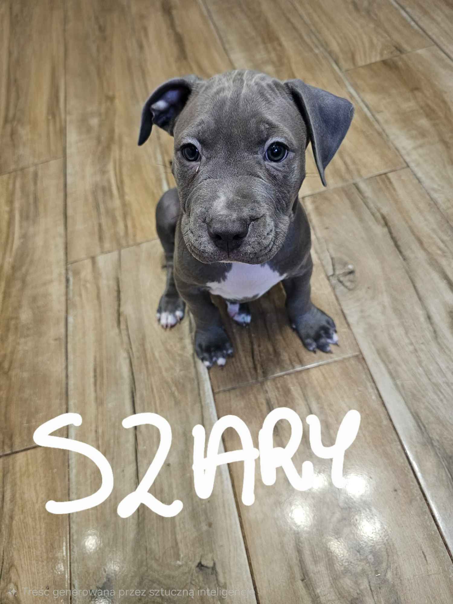 Amstaffy szukają domu Górzyn - zdjęcie 4