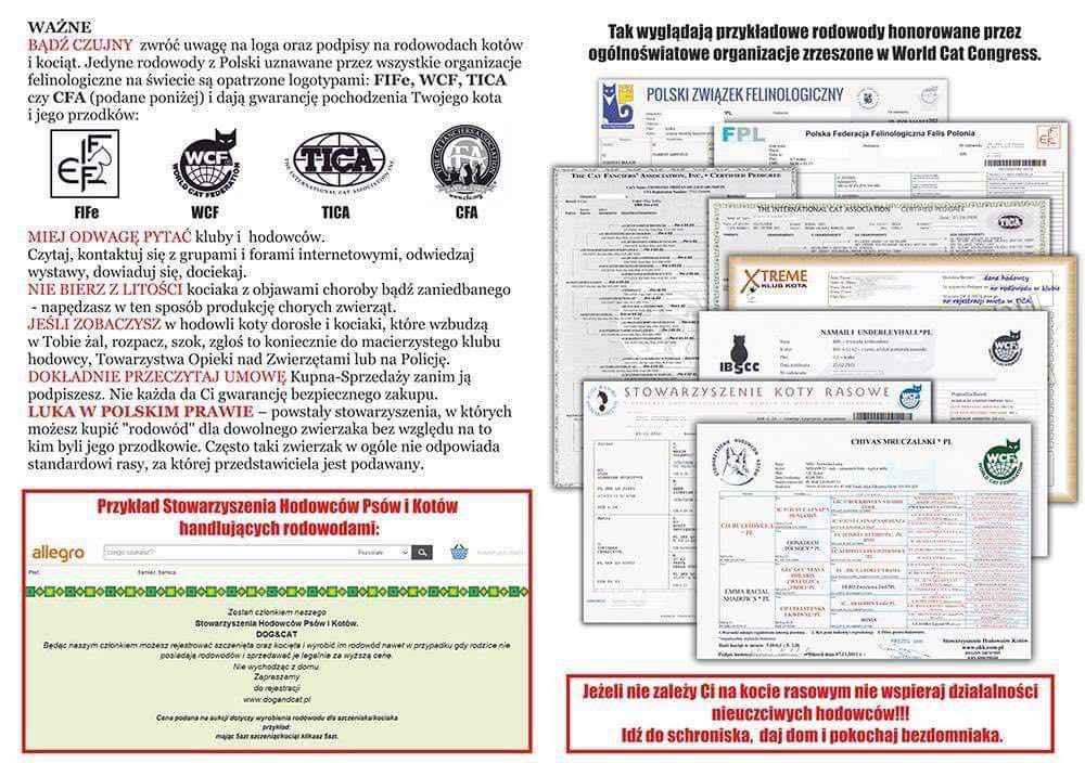Prześliczny kocurek o rzadkim umaszczeniu Rodowód PZF/WCF Białystok - zdjęcie 12