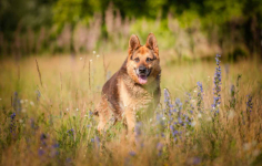 Flapy - niekonfliktowy, łagodny owczarek do adopcji! Olsztyn - zdjęcie 4