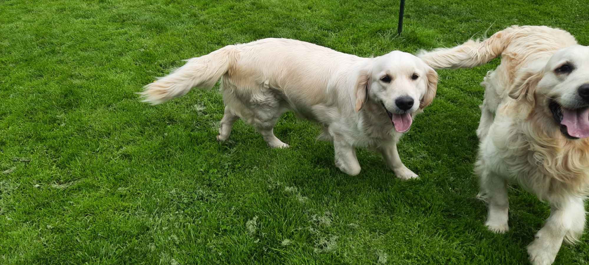 Szczeniaki / psy Golden Retriever Związek Kynologiczny FCI Wadowice - zdjęcie 9