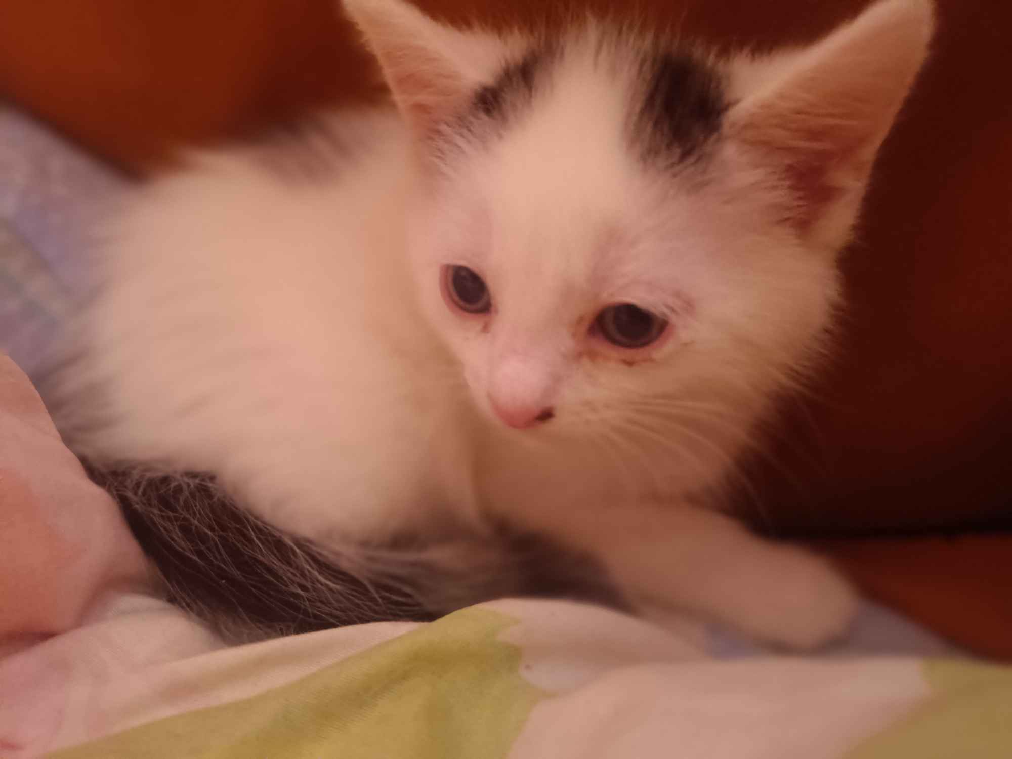 Kotki do oddania Wysoka Głogowska - zdjęcie 3