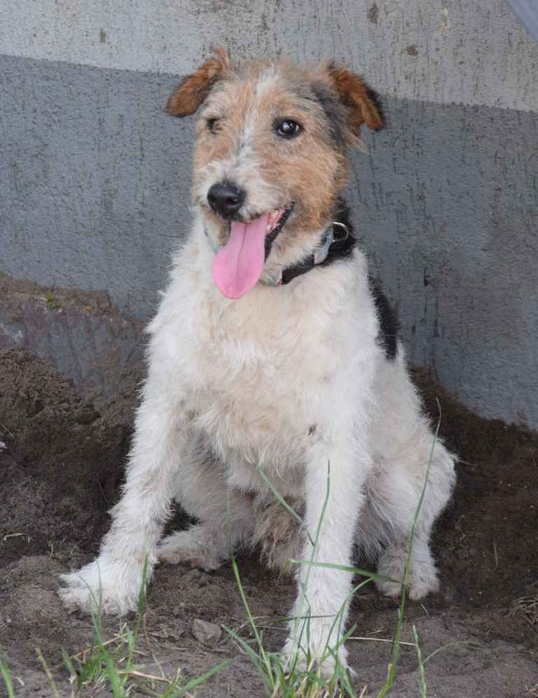 PŁOMYK foxterier szuka domu Opole - zdjęcie 1