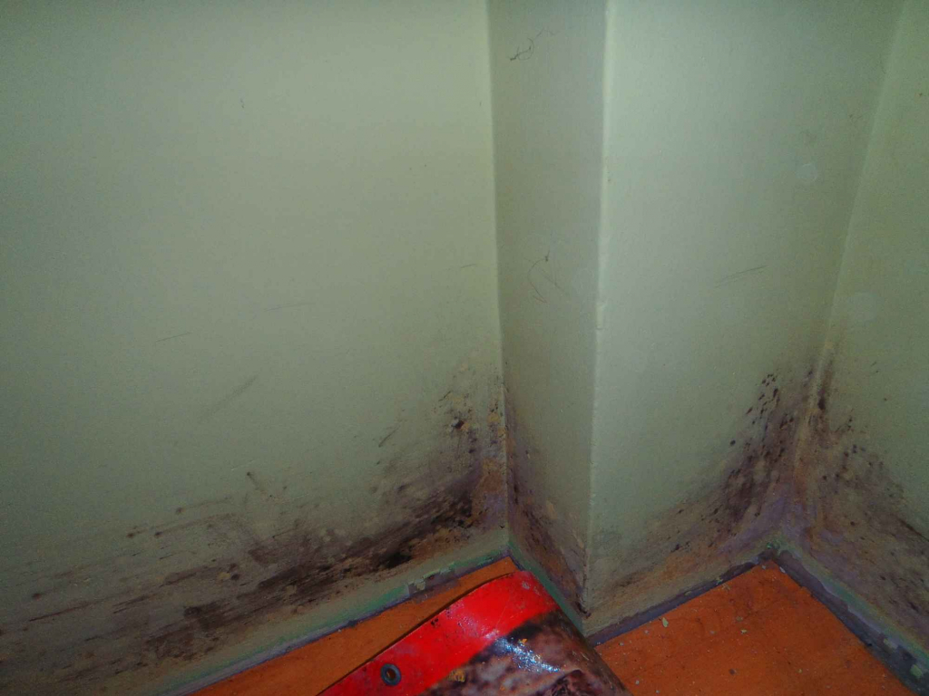 ODGRZYBIANIE BUDYNKÓW USUWANIE PLEŚNI Rybnik - zdjęcie 3