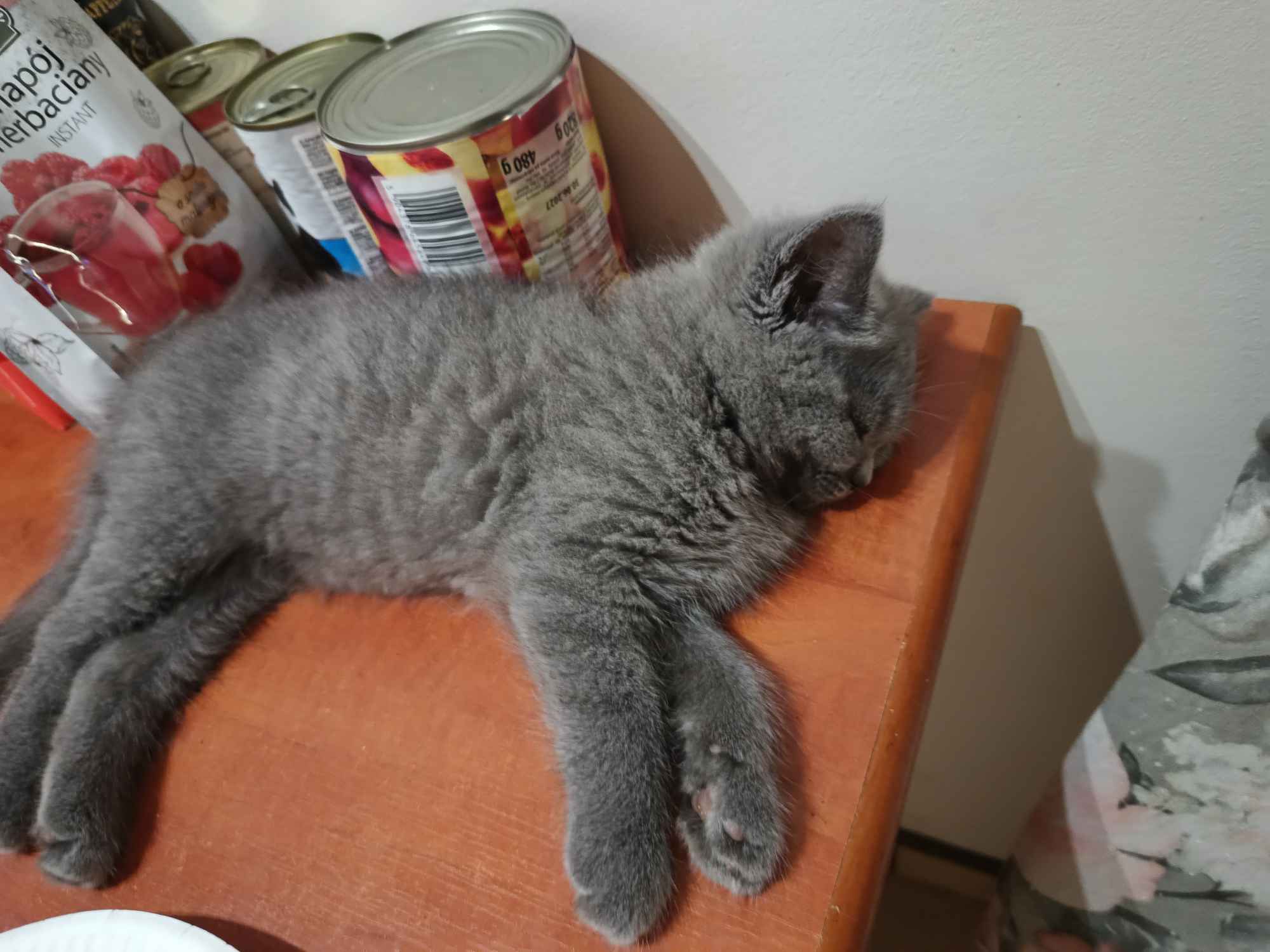 Kotki brytyjskie już do odbioru Ćmielów - zdjęcie 5