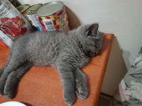 Kotki brytyjskie już do odbioru Ćmielów - zdjęcie 5