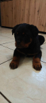 Szczeniak Rottweiler Gostynin - zdjęcie 4