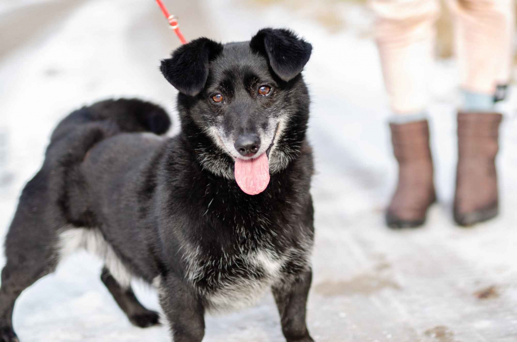 Patyk - wesoły, mały psiak szuka domu! Olsztyn - zdjęcie 4