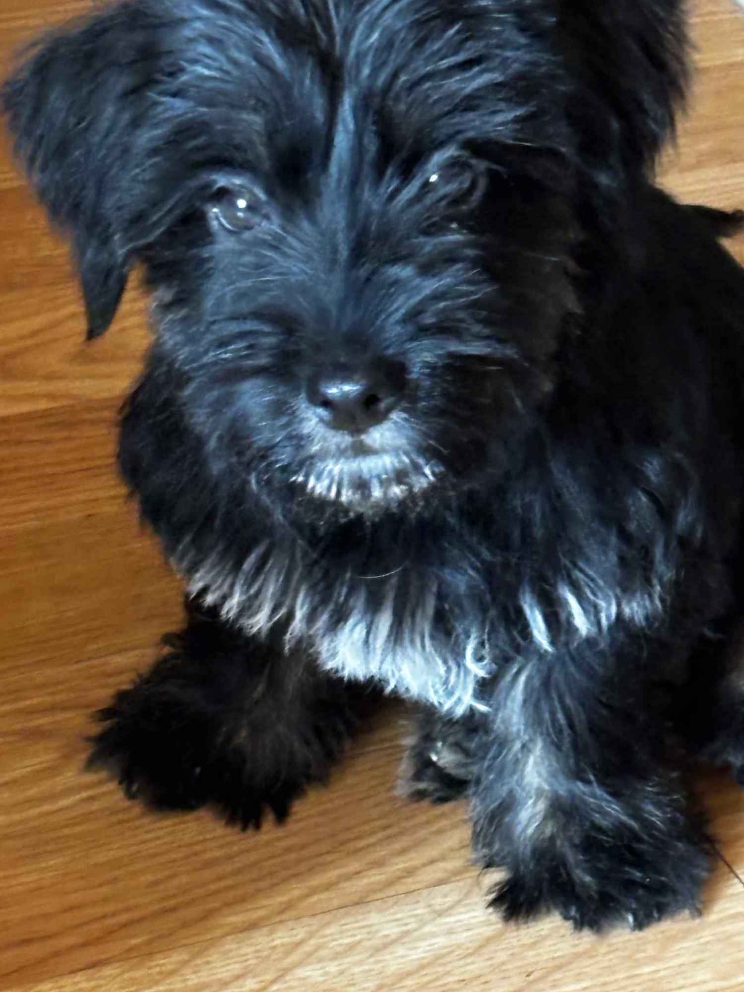 Sprzedam szczeniaka Piła - zdjęcie 1