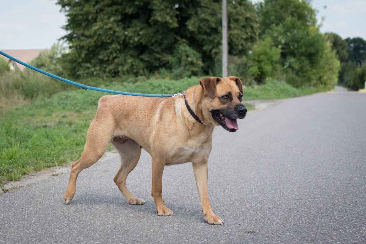 Aza - cudna sunia w typie MOLOSA szuka domu Olsztyn - zdjęcie 3