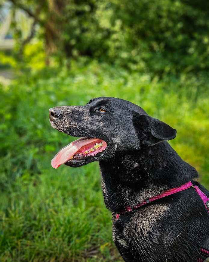 Majestatyczny, turbo aktywny, młody psiak do adopcji! :) Bielany - zdjęcie 10