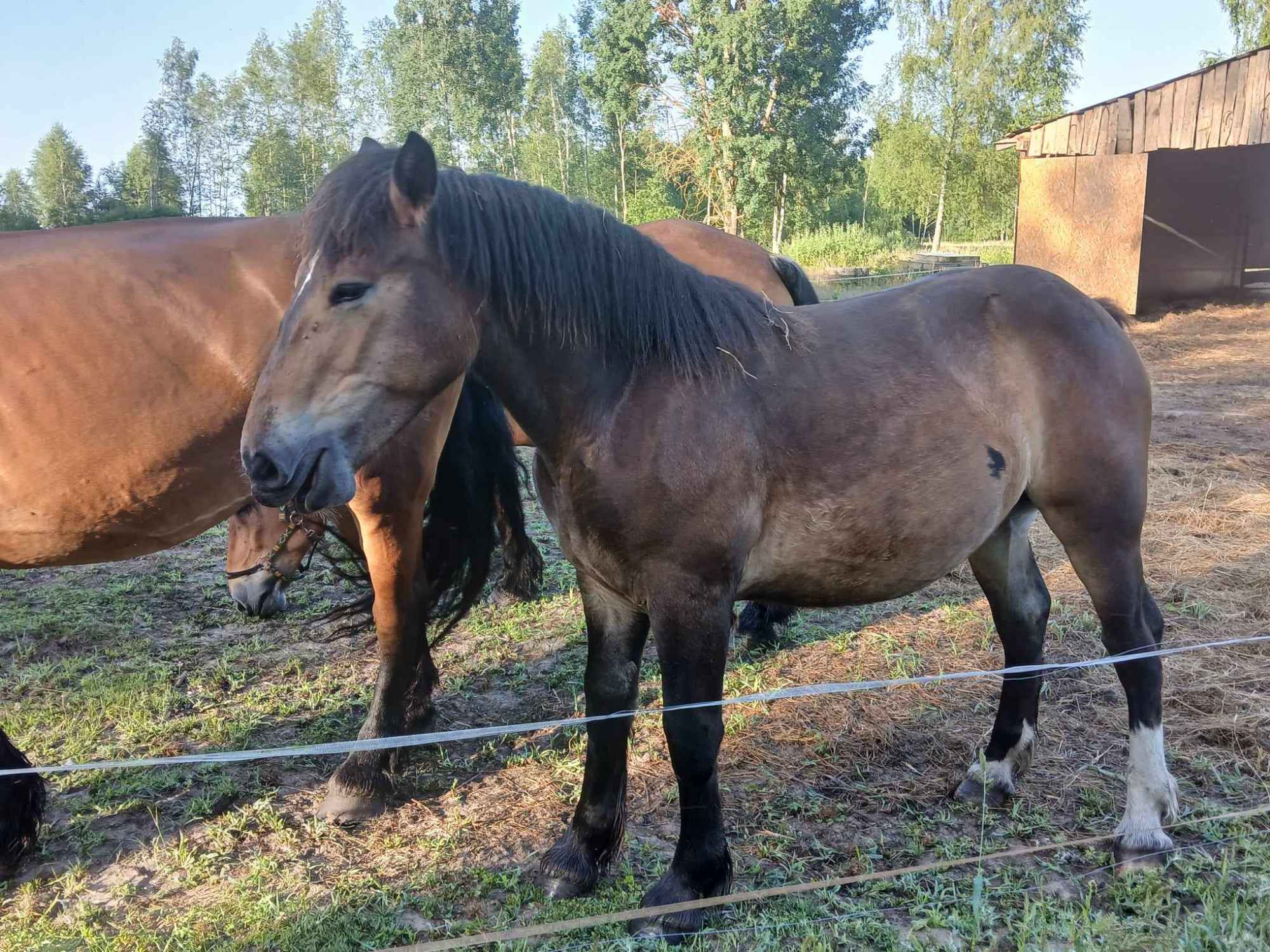 Sprzedam konie zimnokrwiste Białystok - zdjęcie 3