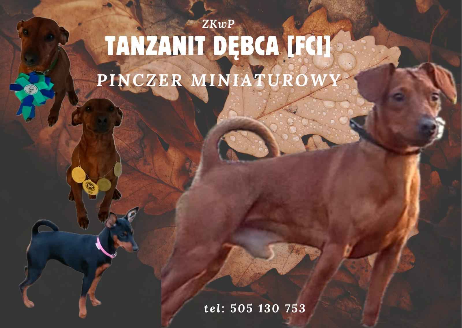 Pinczer miniaturowy z metryką FCI - rodowód ZKwP Wilda - zdjęcie 2