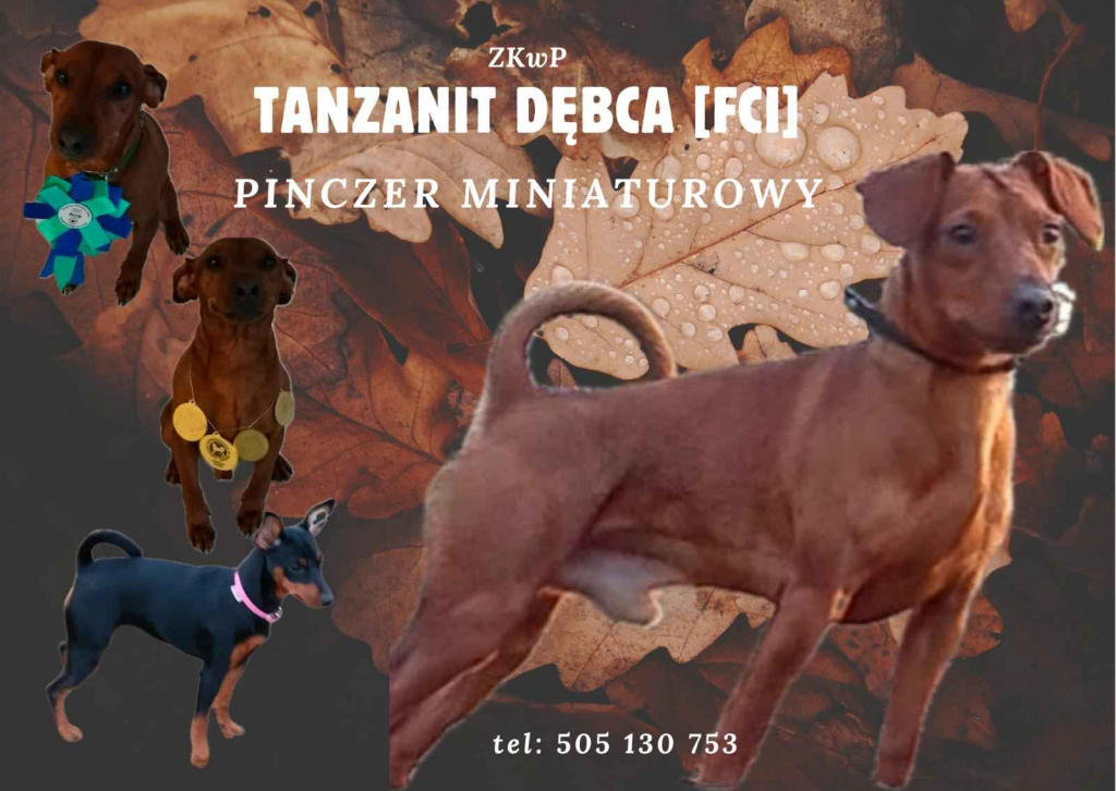 Pinczer miniaturowy z metryką FCI - rodowód ZKwP Wilda - zdjęcie 2