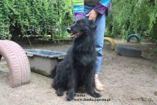 Psotka – młoda, energiczna i wierna jak owczarek! Olsztyn - zdjęcie 2