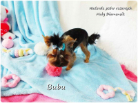 ULTRA Mini XXS! Yorkshire Terrier York 6-mcy malutki chłopczyk Bubu Żary - zdjęcie 7