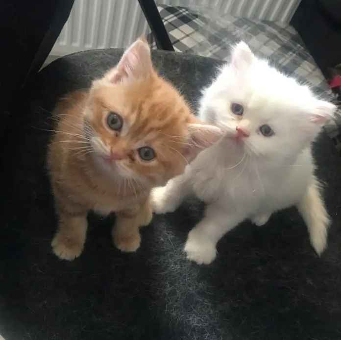 Cześć, kociak do adopcji Drawsko Pomorskie - zdjęcie 1