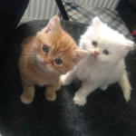 Cześć, kociak do adopcji