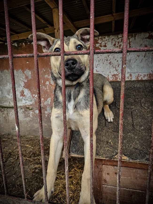 Młoda, super aktywna, nastawiona na naukę suczka szuka domu! :) Górna - zdjęcie 2