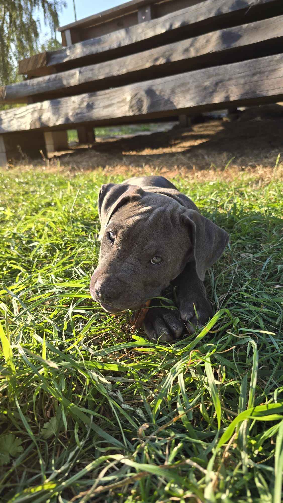 Blue Amstaff American Staffordshire Terrier Ludwin - zdjęcie 8