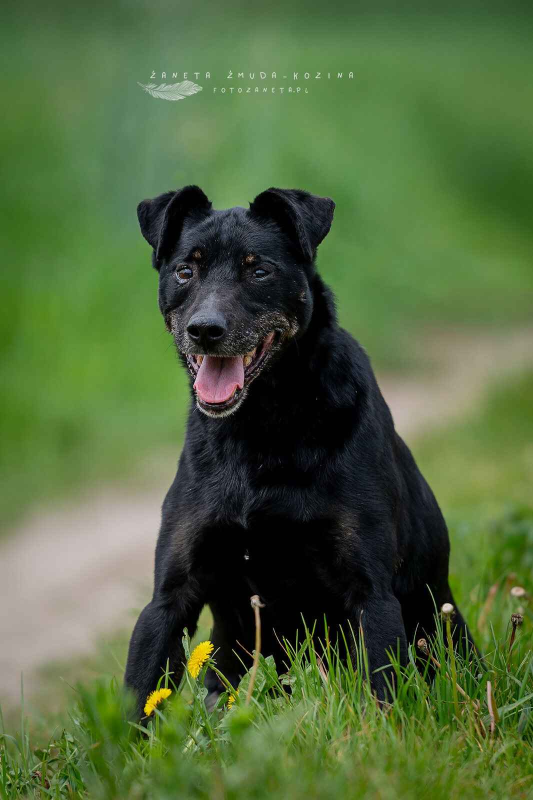 Kuba - nieduży, wpatrzony w człowieka psiak! Olsztyn - zdjęcie 1