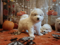 Rasowe szczeniaki samoyed Bukowno - zdjęcie 3