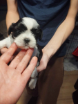 Shih tzu Grąbków - zdjęcie 5