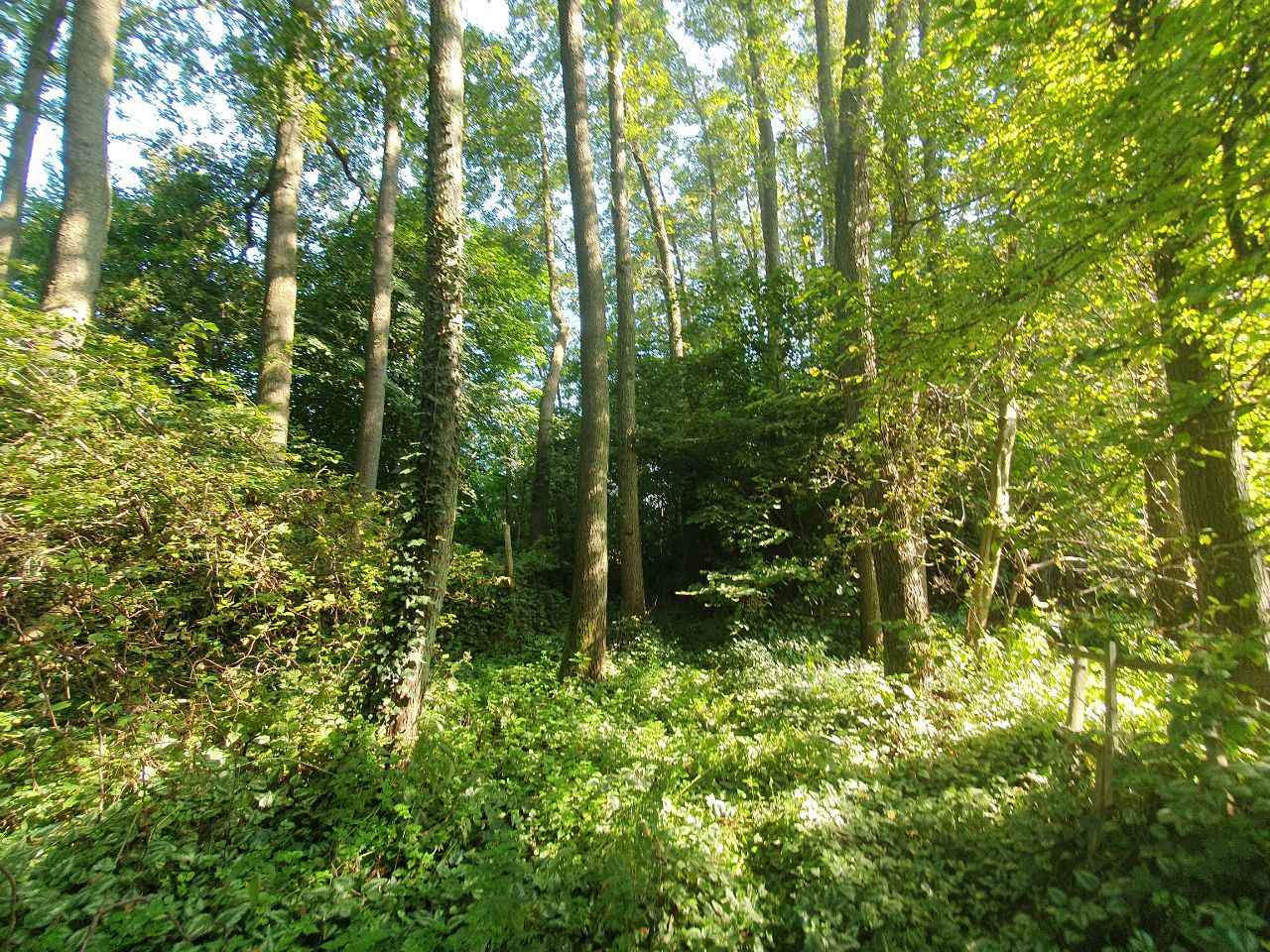 Wiejska posiadłość z lasem, rzeką i ogrodem Świeszyno - zdjęcie 9
