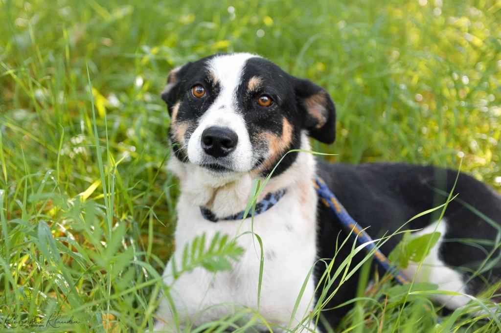 Pepsi - całe życie w schronisku, super sunia do adopcji Olsztyn - zdjęcie 2