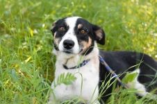Pepsi - całe życie w schronisku, super sunia do adopcji Olsztyn - zdjęcie 2