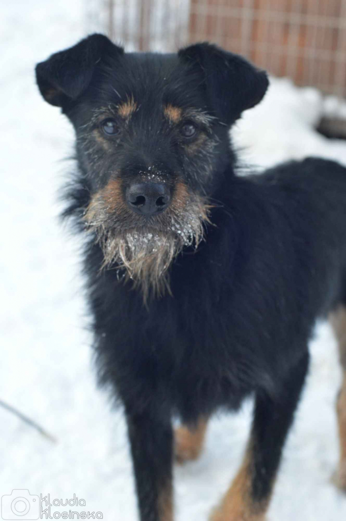Disel - cudny, nieśmiały terrierek szuka domu! Olsztyn - zdjęcie 5