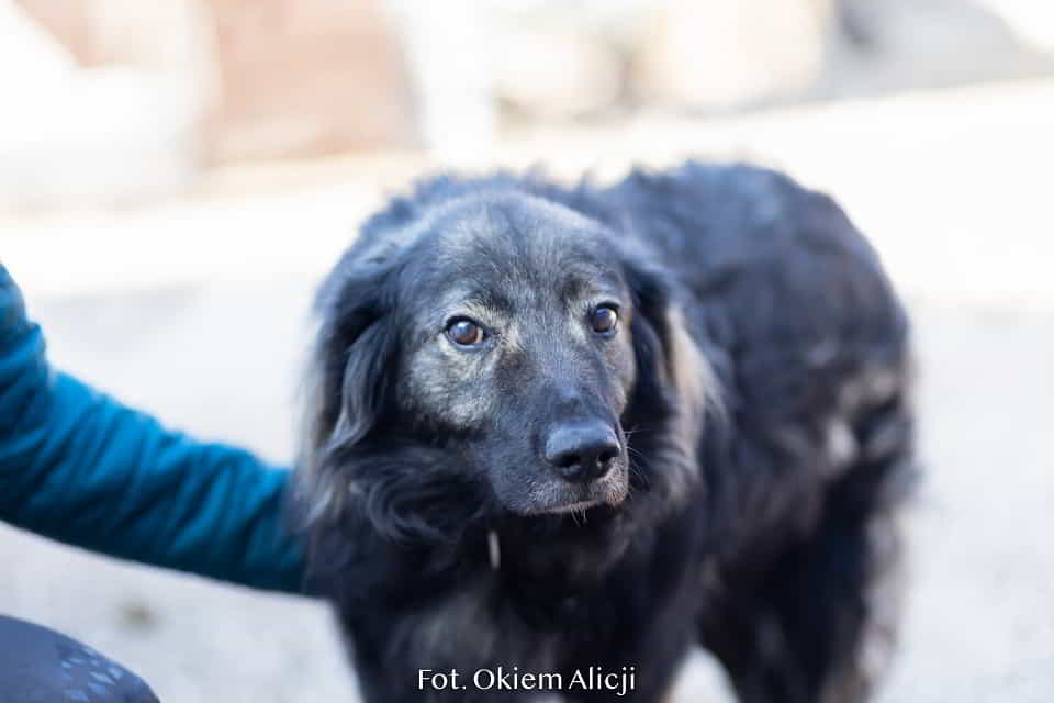 Nie kupuj miłości - adoptuj ją! Jaśko czeka w schronisku Łętkowice - zdjęcie 1