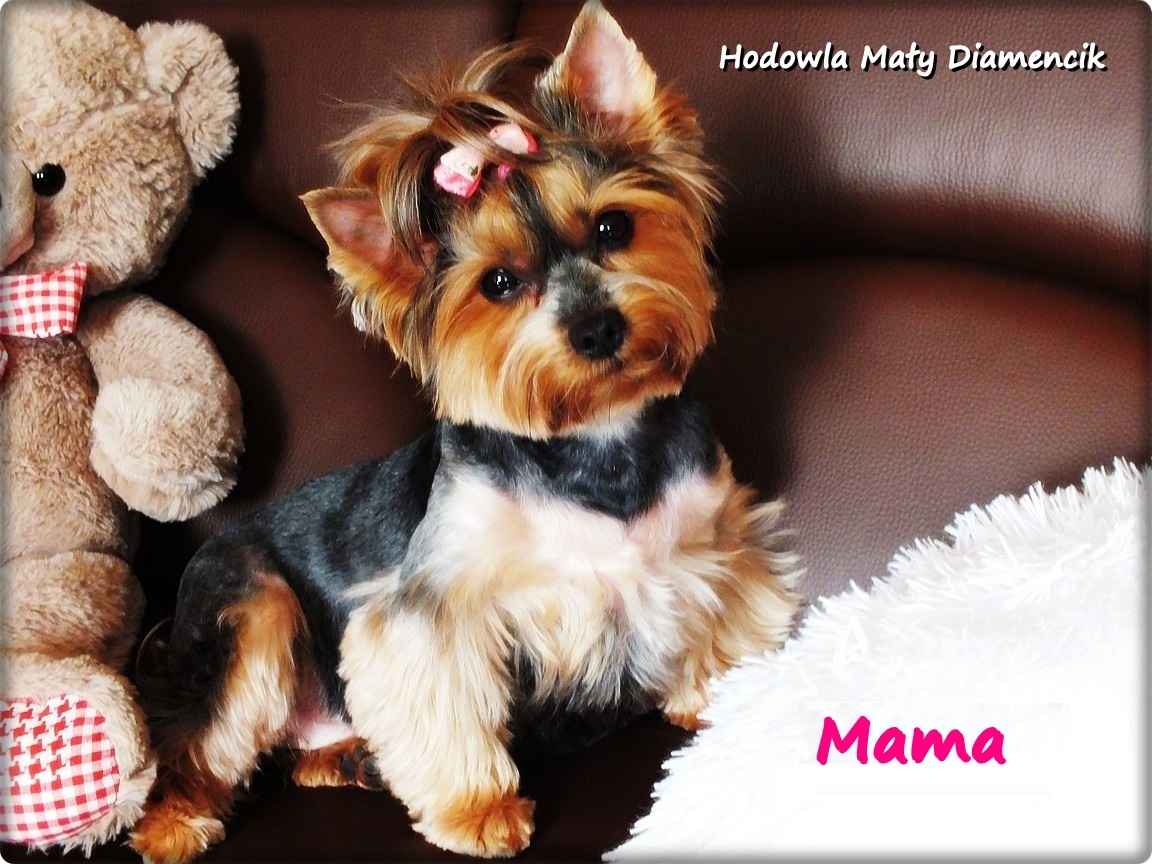 Yorkshire Terrier piesek York Bruno szczeniaczek 7-miesięcy Rodowód Żary - zdjęcie 9