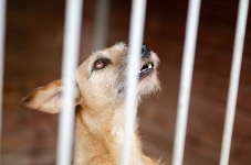 Fuks - wesoły, młody terrier mix szuka domu! Olsztyn - zdjęcie 5