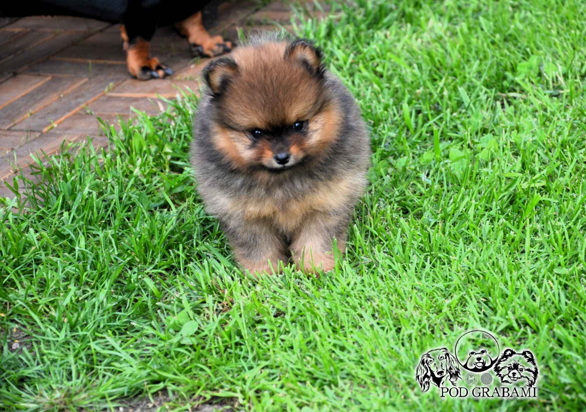 Przepiękne Szczenięta Pomeranian ( Szpic miniaturowy) – ZkwP/FCI Kolbudy - zdjęcie 4